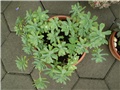 sedum